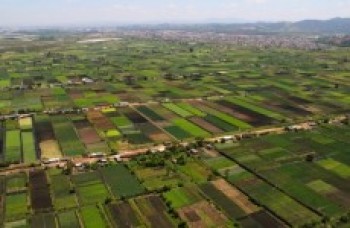 Hortifruti é comercializado por plataforma on-line