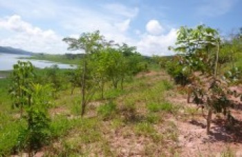 DAEE já plantou 37 mil árvores no Reservatório do Paraitinga