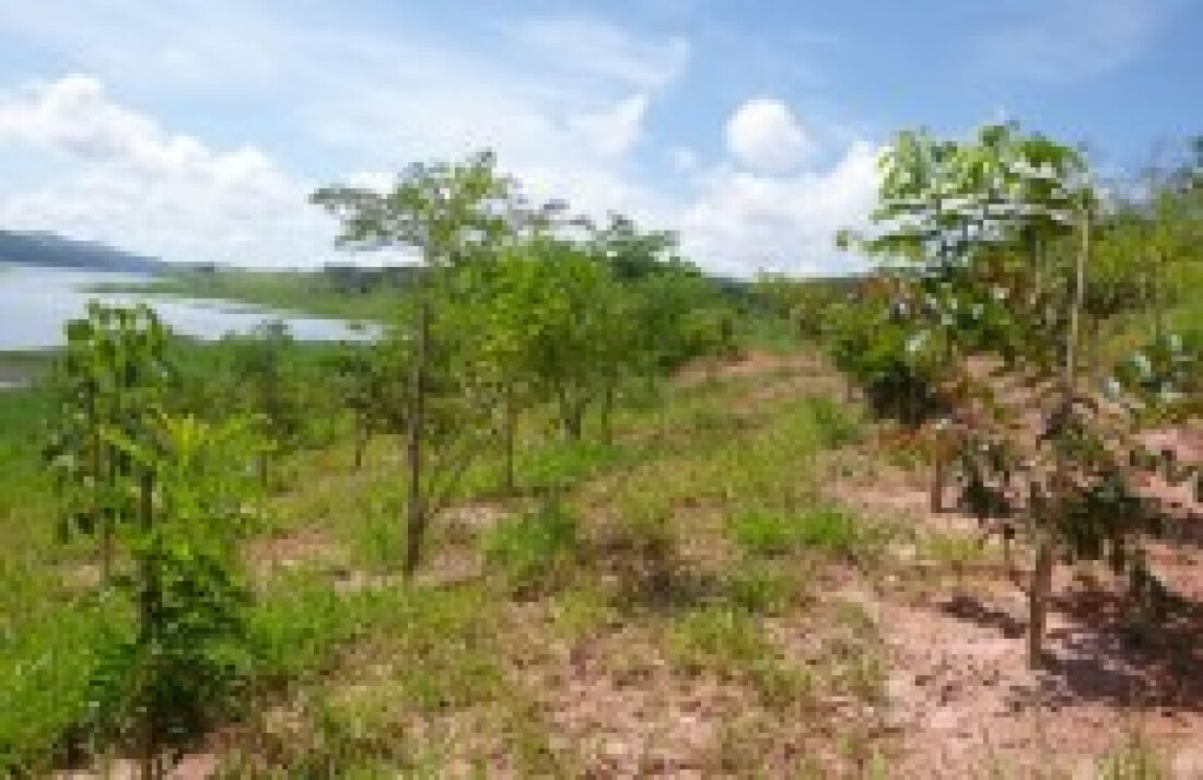 DAEE já plantou 37 mil árvores no Reservatório do Paraitinga