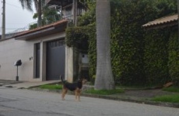 Quase 900 pessoas foram atacadas por cães em Mogi