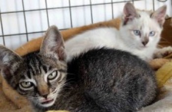 Venda de animal em espaço público é proibida