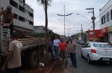 Em Poá, av. Getúlio Vargas recebe plantio de Palmeiras