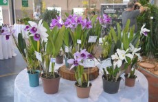 Exposição evidencia potência em orquídea e micro-orquídea