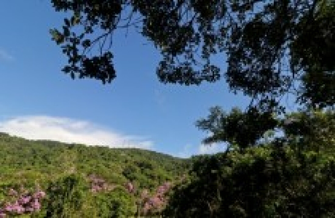 Mata Atlântica terá plano de ação dia 20