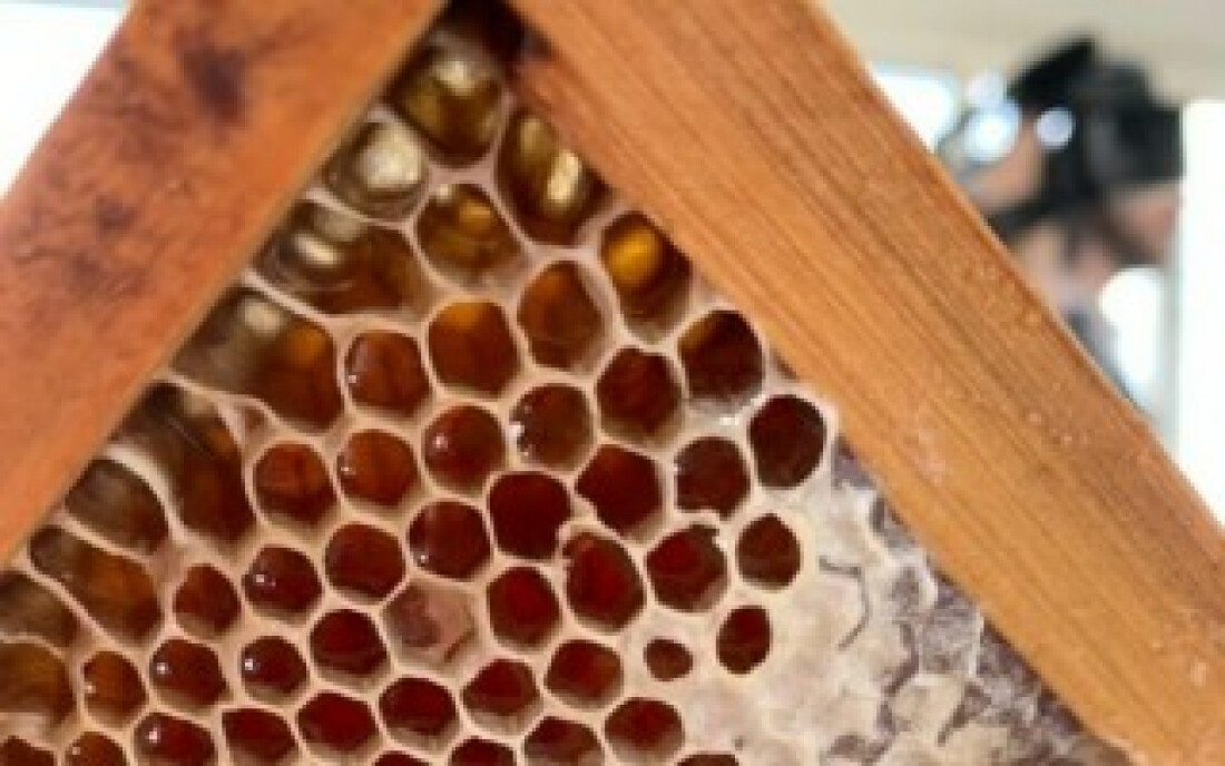 Programa Colmeias, apoiado pela Suzano, auxilia apicultores