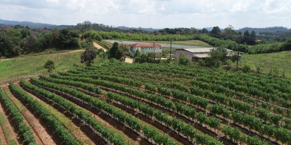 Mogi aumenta para 20% a subvenção municipal do Seguro Rural para agricultores