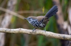 Guararema brejinho contemplação financeira