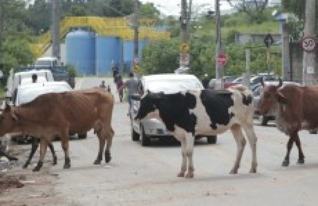 Suzano faz cadastramento de animais de grande porte