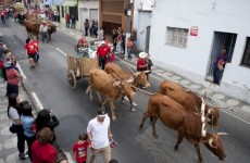 Entrada dos Palmitos ocorrerá amanhã pelas ruas da cidade