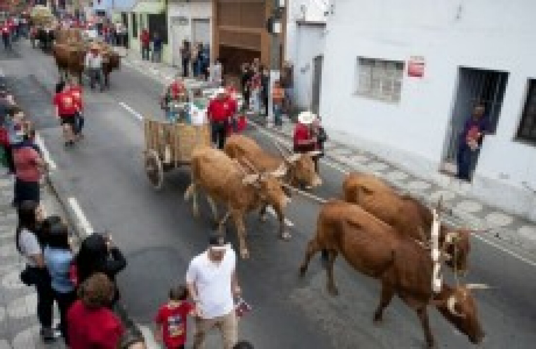 Entrada dos Palmitos ocorrerá amanhã pelas ruas da cidade