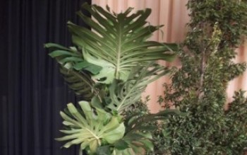 Réveillon do Suzaninho