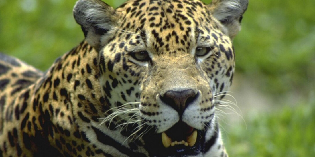 Reserva no Paraná tem 12 espécies de animais ameaçadas de extinção