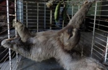 Bicho-preguiça é resgatado pela Defesa Civil em Itaquá