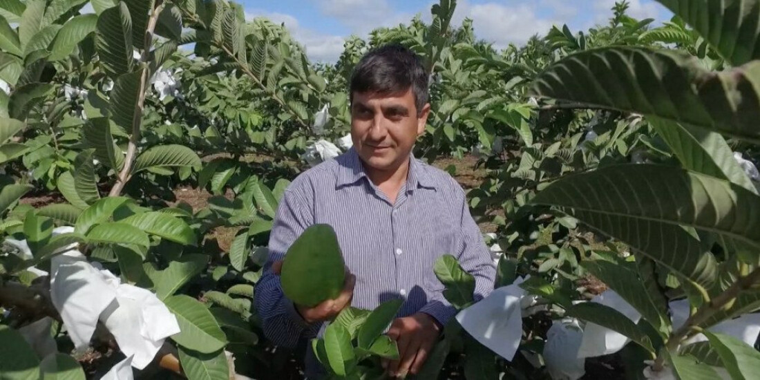 Caminhos da Reportagem mostra goiaba brasileira que ganhou o mundo