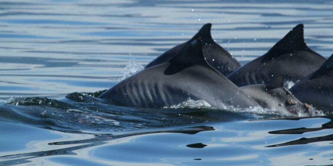 Pesquisadores estudam aparecimento de 500 botos nas praias do Rio