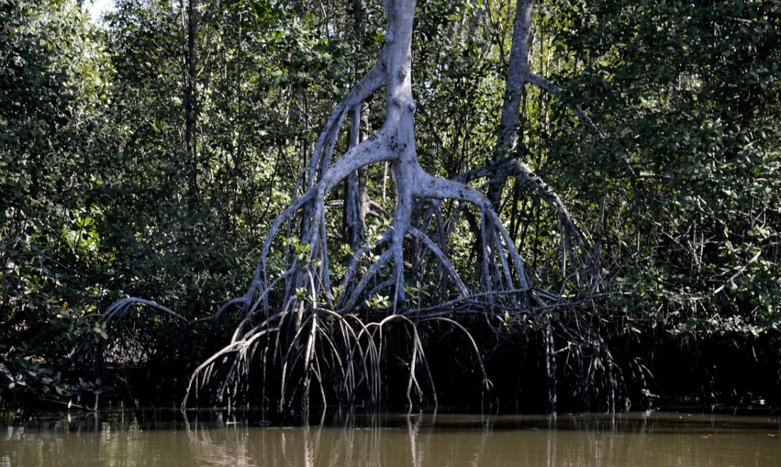 Estudos apontam que manguezais evitam que atmosfera absorva carbono