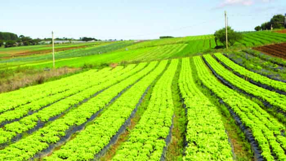 Agricultores enfrentam mudanças e novos desafios na região