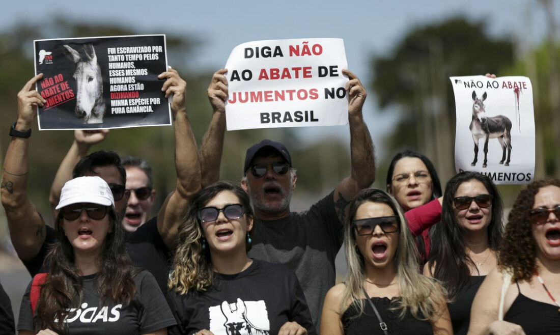 Manifestação pede fim da permissão para abate do jumento no Brasil 