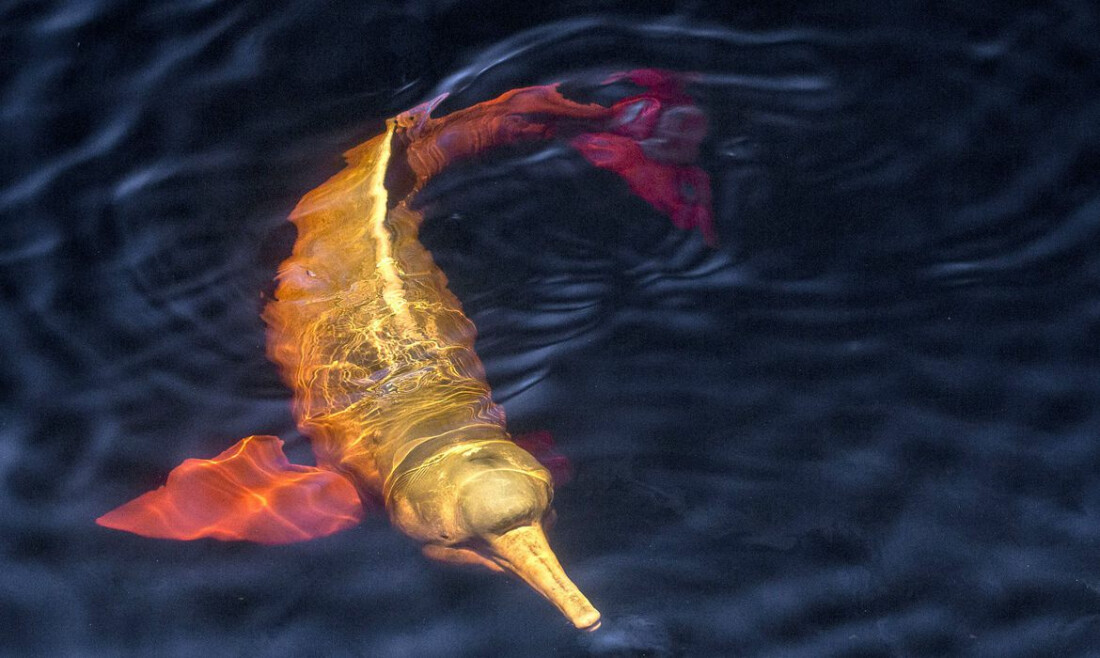 ICMBio: Brasil tem 1,2 mil espécies da fauna ameaçadas de extinção