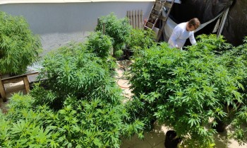 Lei federal pode melhorar acesso à cannabis medicinal