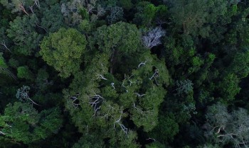 Belém sedia Diálogos Amazônicos a partir desta sexta-feira