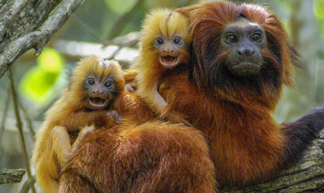 RJ: pesquisadores comemoram aumento do número de micos-leões-dourados