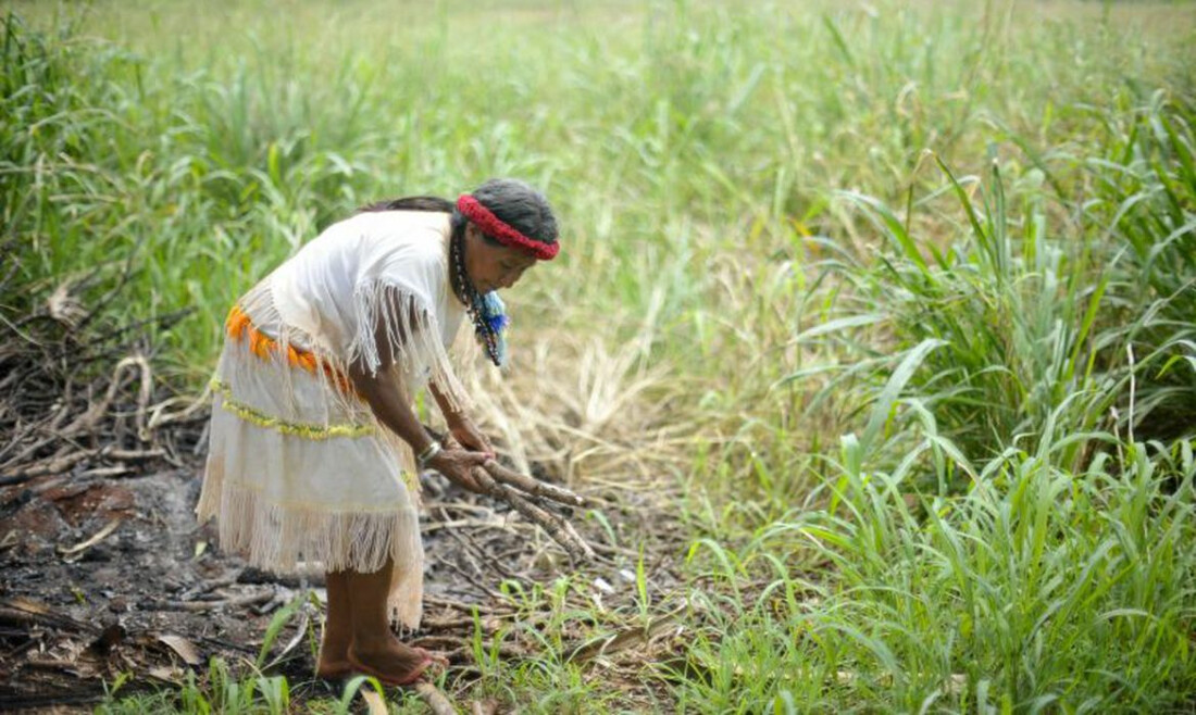 Plantas bem cuidadas alimentam melhor e ajudam o clima, diz movimento