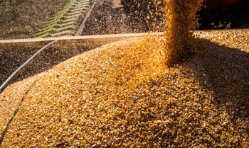Conab: produção de grãos é estimada em 320,1 milhões de toneladas 