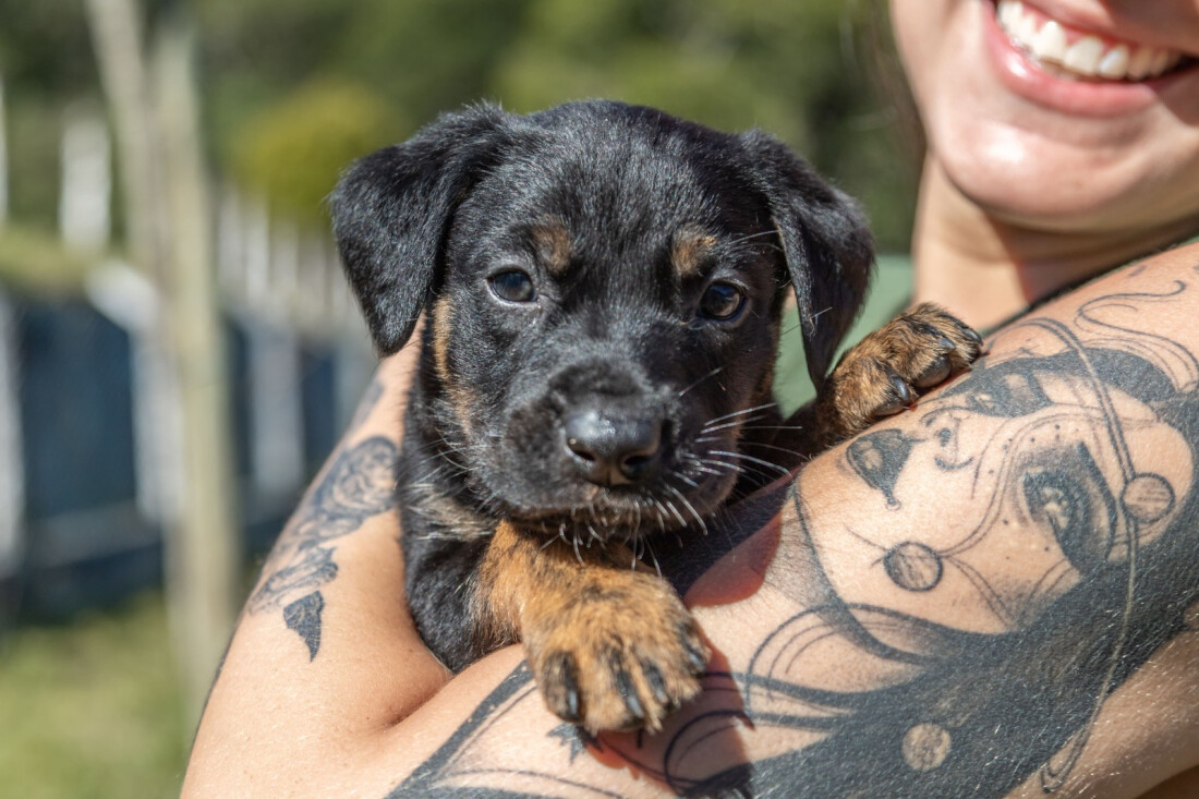 Prefeitura de Guararema oferece cadastro para vacinação antirrábica