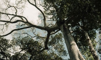 No Acre, indígenas lideram ações de reflorestamento da Amazônia