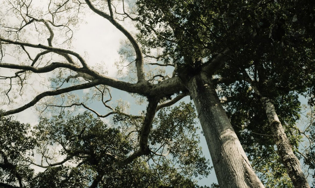No Acre, indígenas lideram ações de reflorestamento da Amazônia