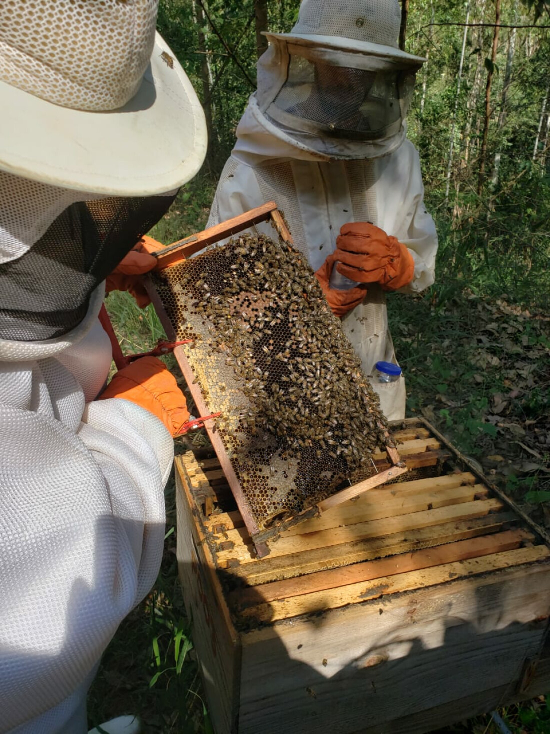 Região recebe Ação pelas Abelhas neste sábado