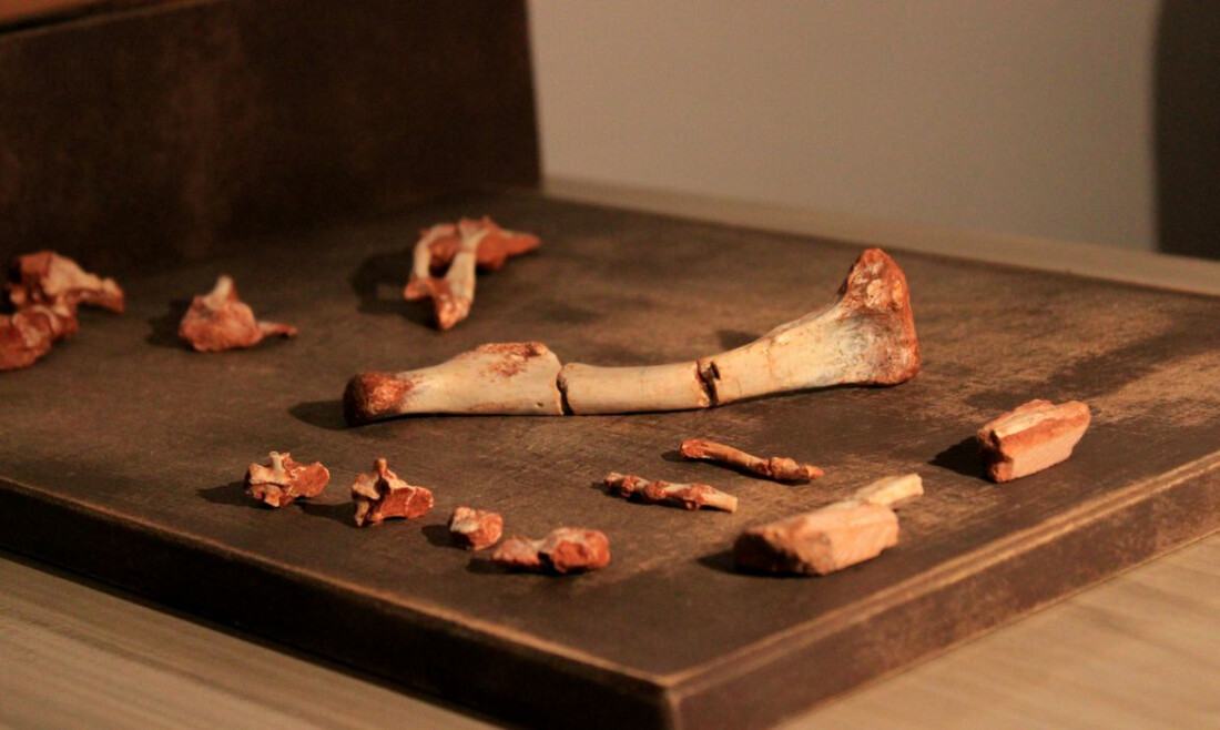 Pesquisadores da UFSM descobrem fóssil precursor dos pterossauros