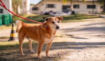 Vacinação contra raiva para cães e gatos é realizada pelo CCZ em Mogi das Cruzes