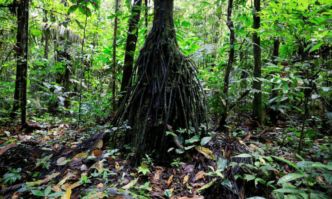 Equador proíbe exploração de petróleo em parte da Amazônia
