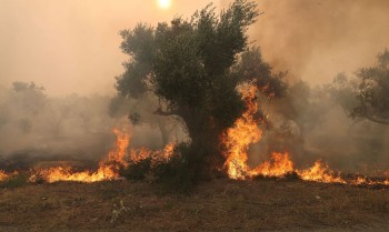 Incêndios se espalham por Grécia, Espanha e Itália