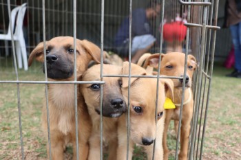 'Baby, me Leva!' alcança marca histórica de mil animais adotados em Suzano