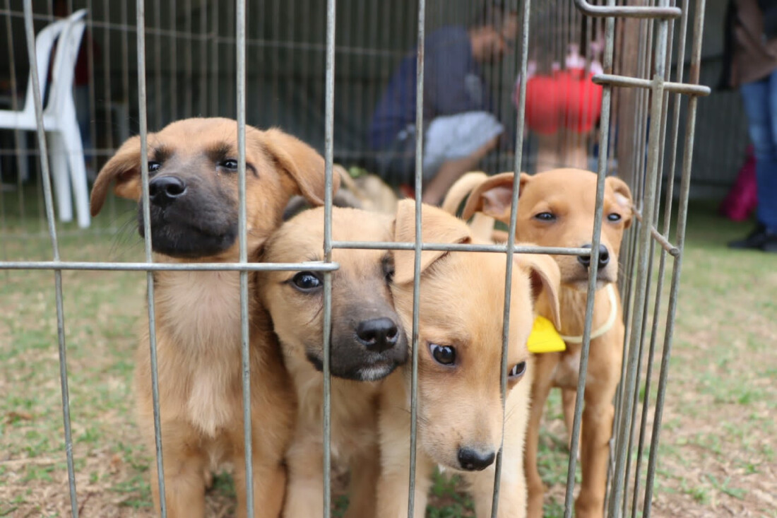 'Baby, me Leva!' alcança marca histórica de mil animais adotados em Suzano