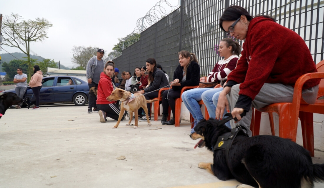 Núcleo de Bem Estar Animal fará cadastro para castração nesta sexta-feira