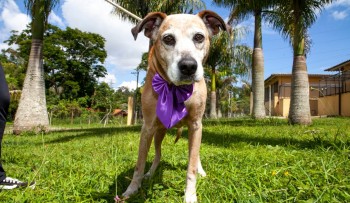 Feira de Adoção com Passeio Animal será neste domingo