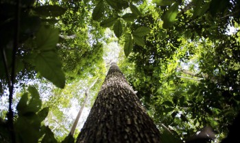 Final de competição sobre mapeamento de biodiversidade será no Brasil