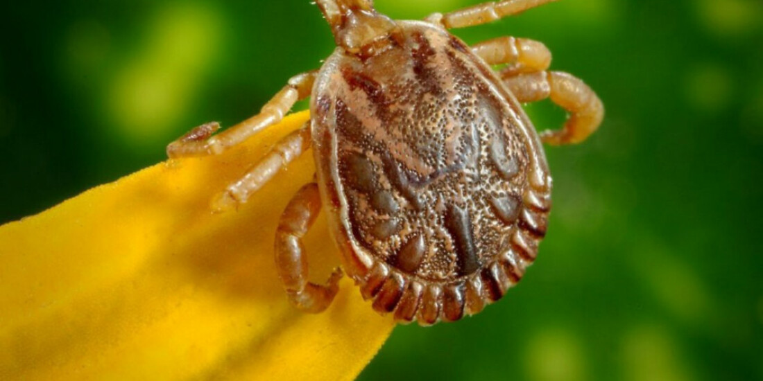 Saiba mais sobre a febre maculosa, que matou 4 pessoas em SP este mês