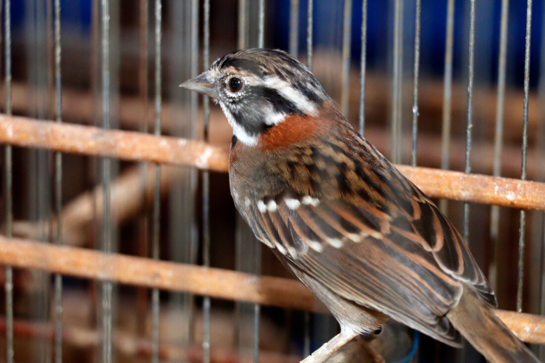  GPA resgata mais de 40 pássaros silvestres em Suzano