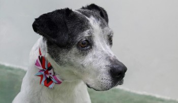 Cadastramento para castração de animais não terá expediente nesta sexta