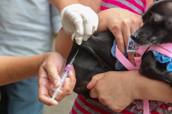 Poá abre inscrições para vacinação de cães e gatos