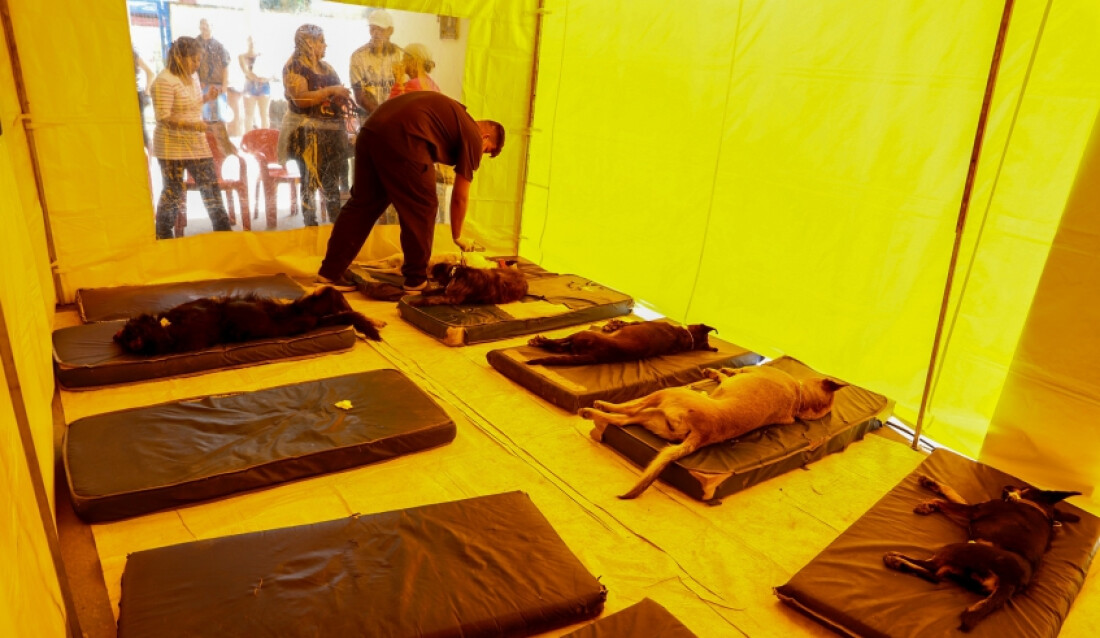 Mutirão de Castração em Jundiapeba será realizado neste fim de semana