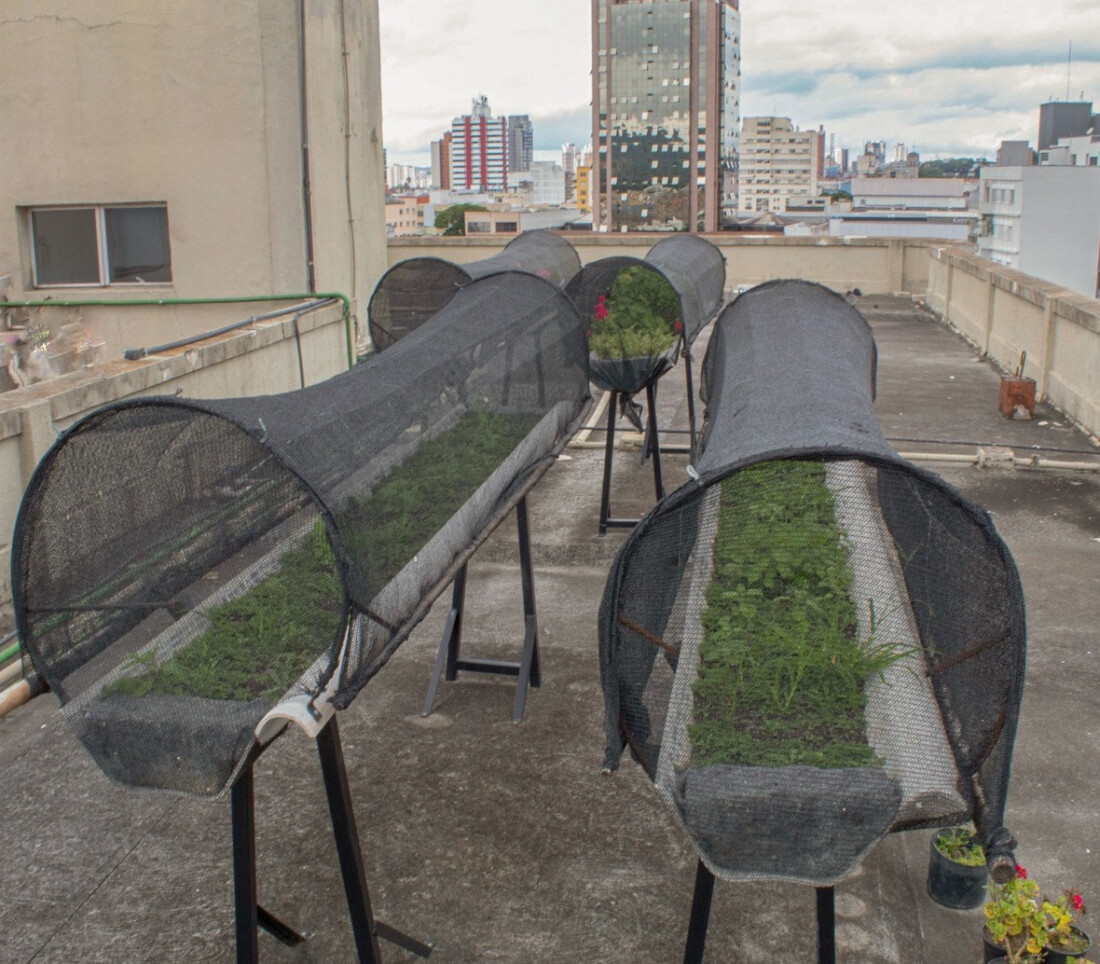 Vila Helio é o primeiro espaço de Mogi a  produzir as próprias flores para paisagismo