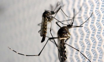 Propagação de dengue no Sudão é "catastrófica" e mata centenas