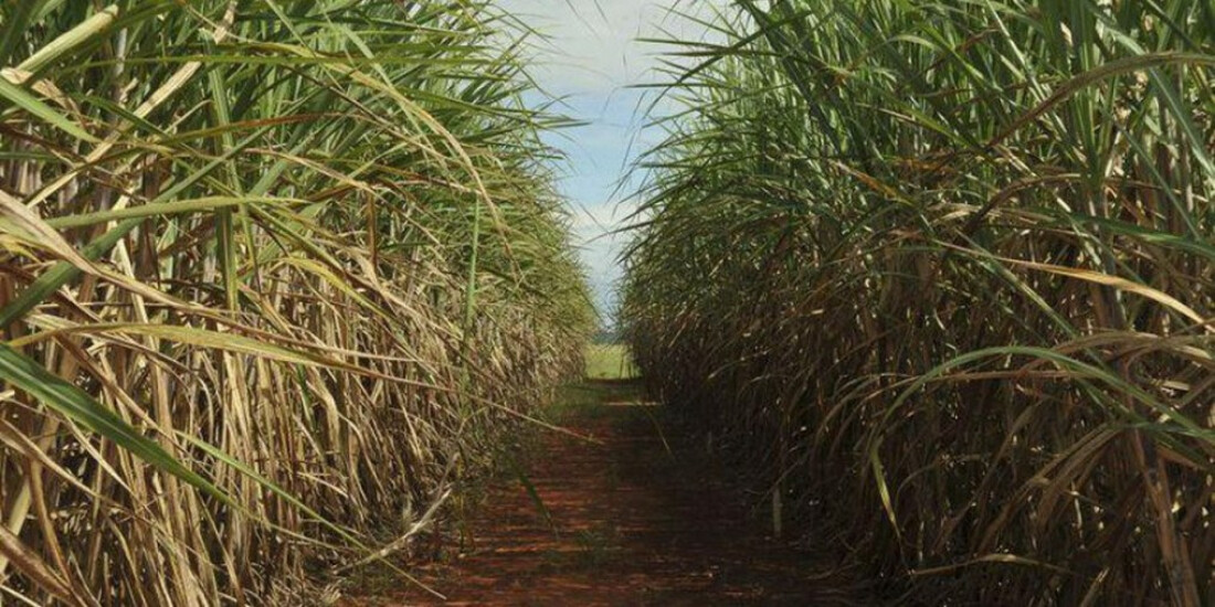 Safra de cana-de-açúcar deve ser de 598 milhões de toneladas