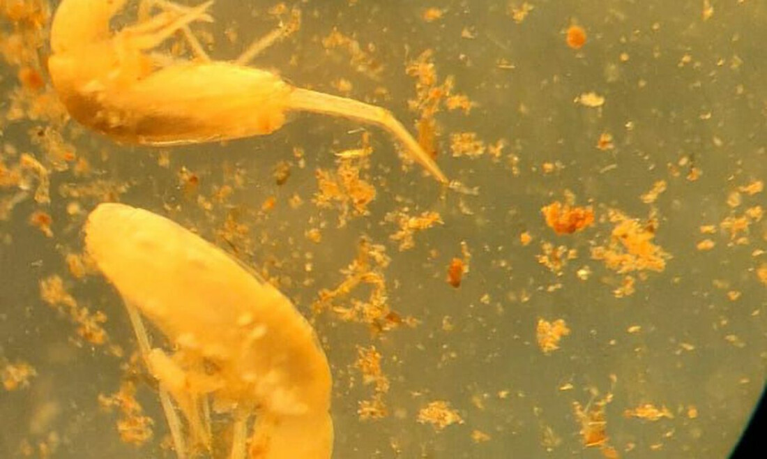 Animal em extinção de 1 mm é encontrado apenas em caverna no Pará